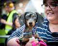 Chalgrove Festival Dog Show 2019