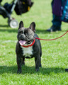 Chalgrove Festival  2013 Dog Show