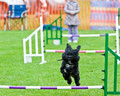 Chalgrove Fun Dog Day 2013 - Agility